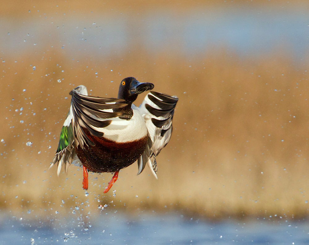 Pacific Flyway Conservation Grant Award Nature Collective