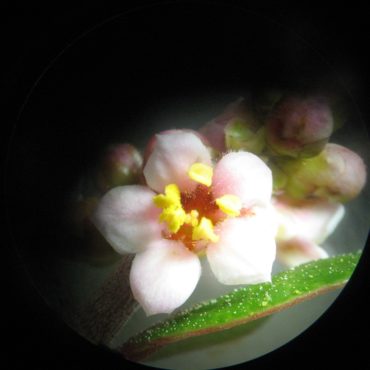 flower close-up