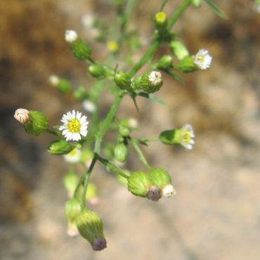 open flower cluster with tiny daisy-like flowers