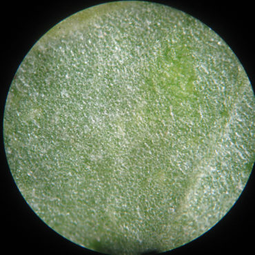 leaf surface